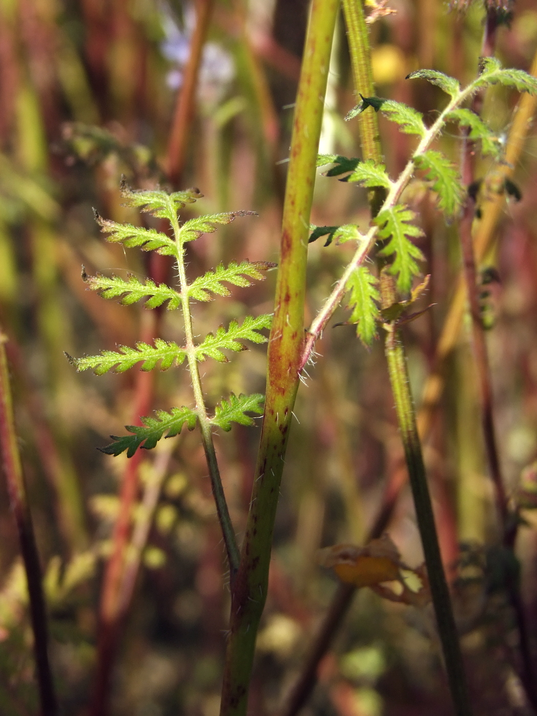 Image of Phacelia tanacetifolia specimen.