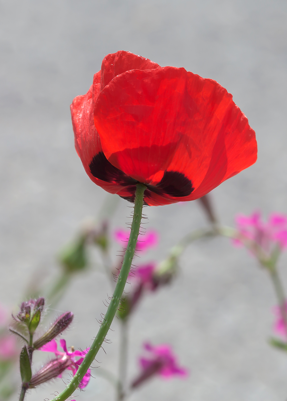 Изображение особи Papaver umbonatum.