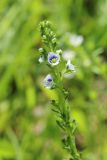 Veronica serpyllifolia. Верхушка соцветия. Санкт-Петербург, Кировский р-н, газон на бульваре. 26.05.2024.