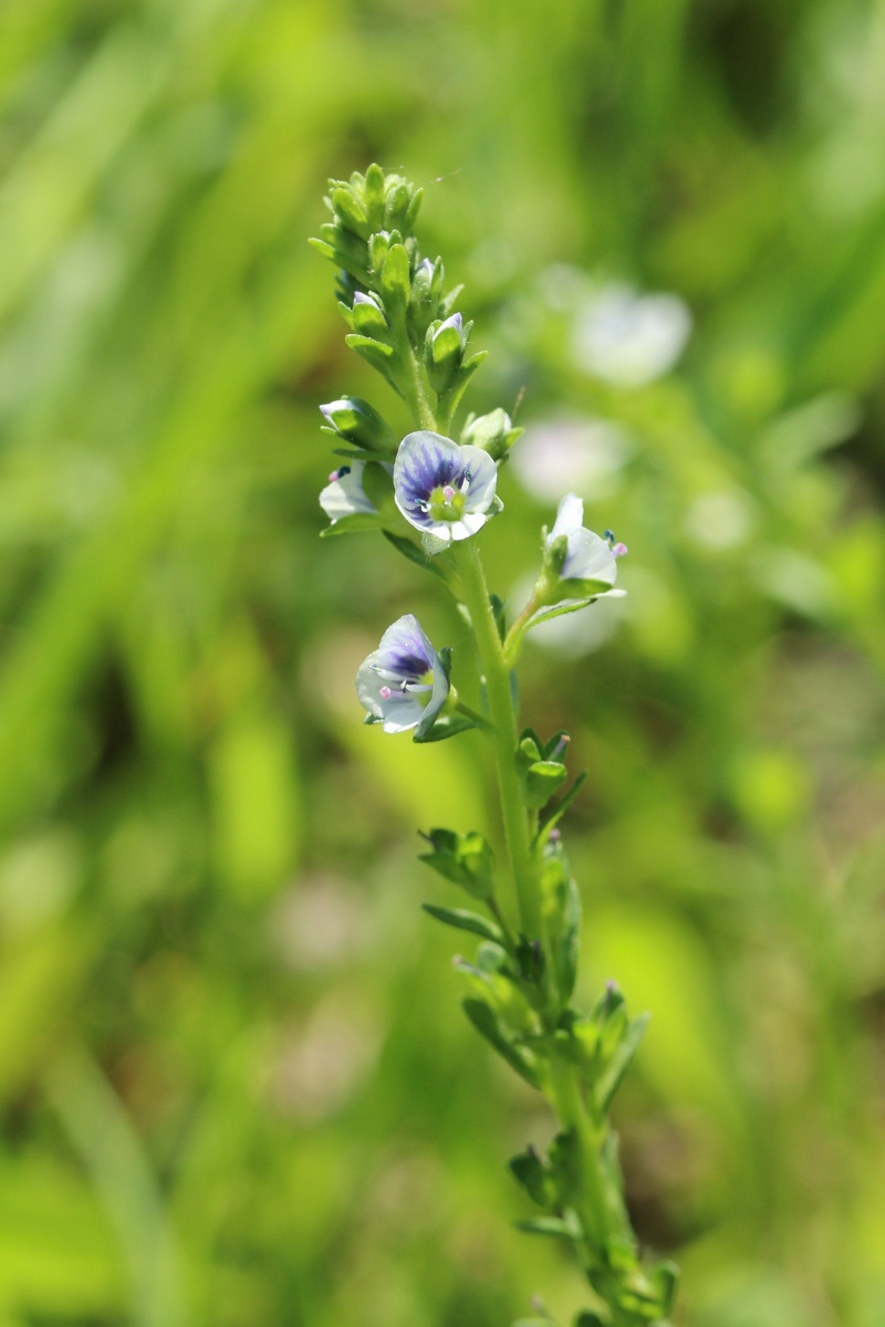 Image of Veronica serpyllifolia specimen.