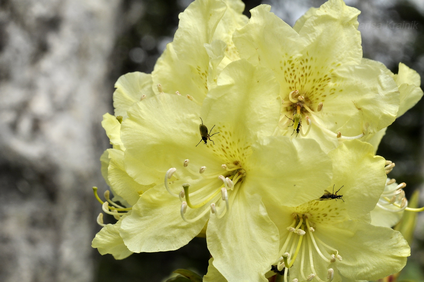 Image of Rhododendron aureum specimen.