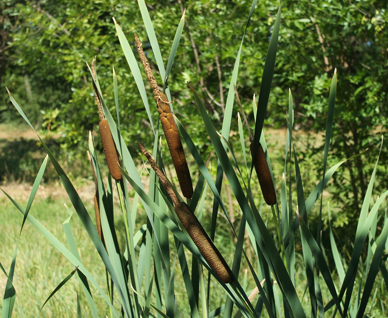 Изображение особи Typha latifolia.