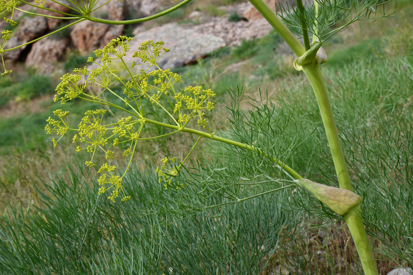 Image of Ferula varia specimen.