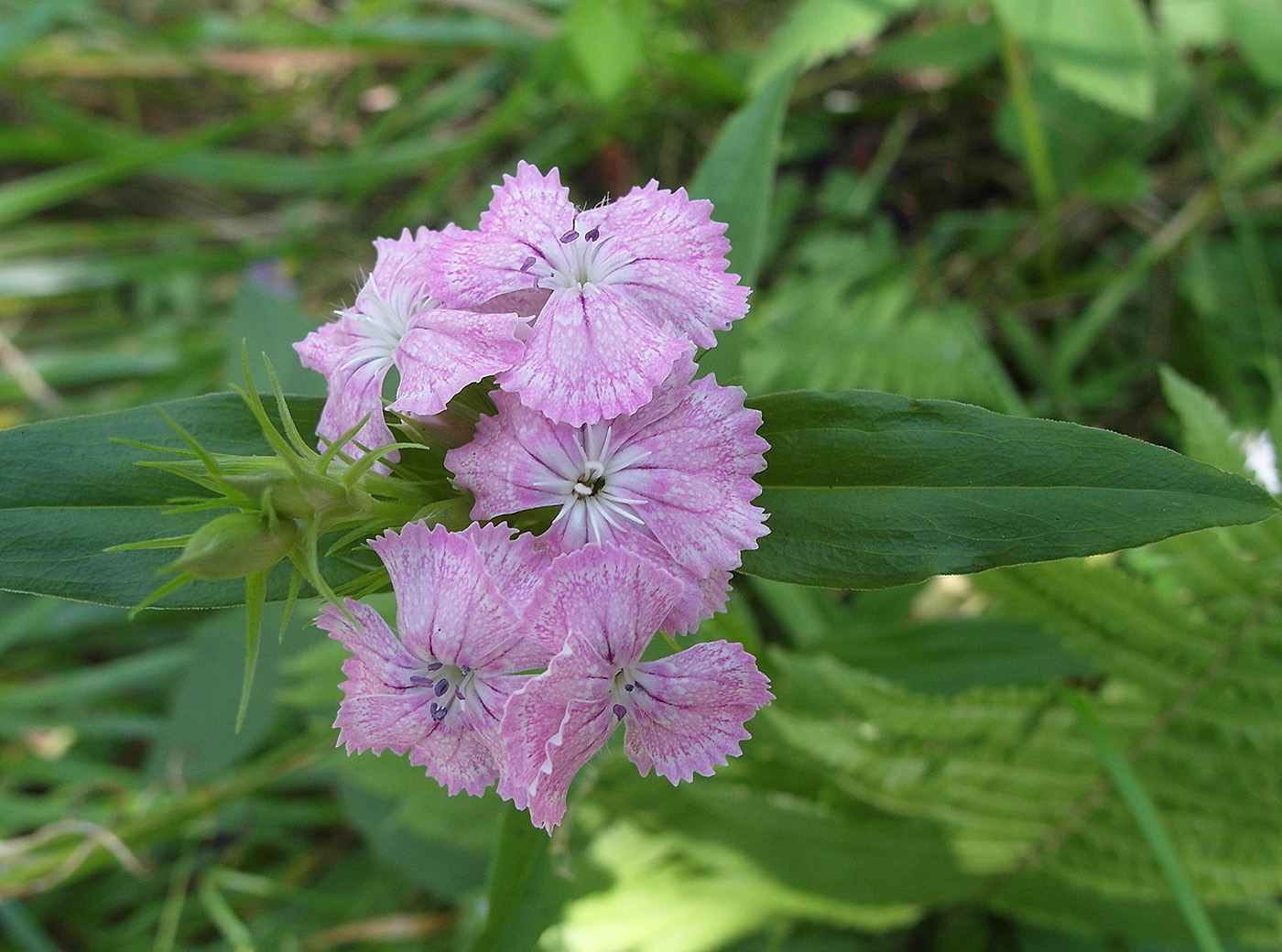 Изображение особи Dianthus barbatus.