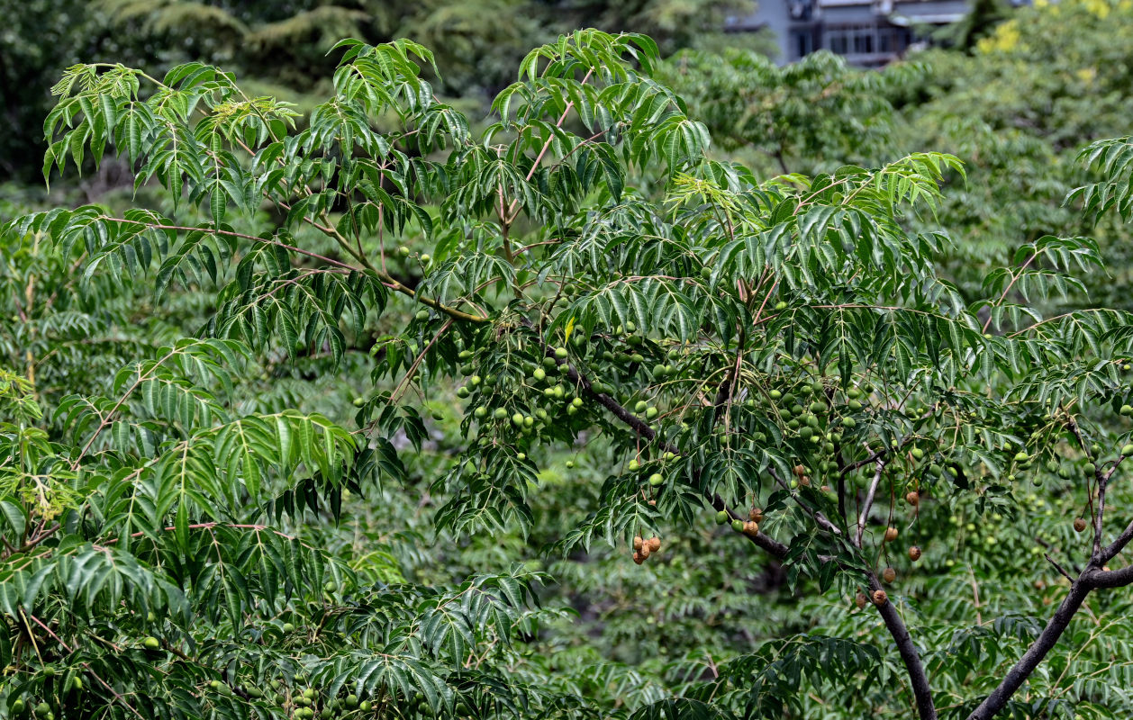 Image of Melia azedarach specimen.