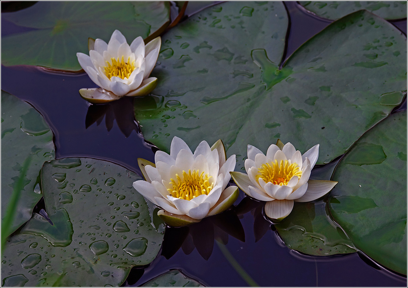 Image of Nymphaea candida specimen.