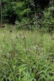 Carlina fennica