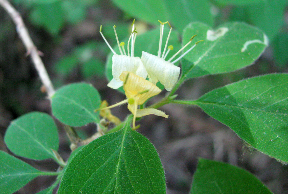 Image of Lonicera xylosteum specimen.