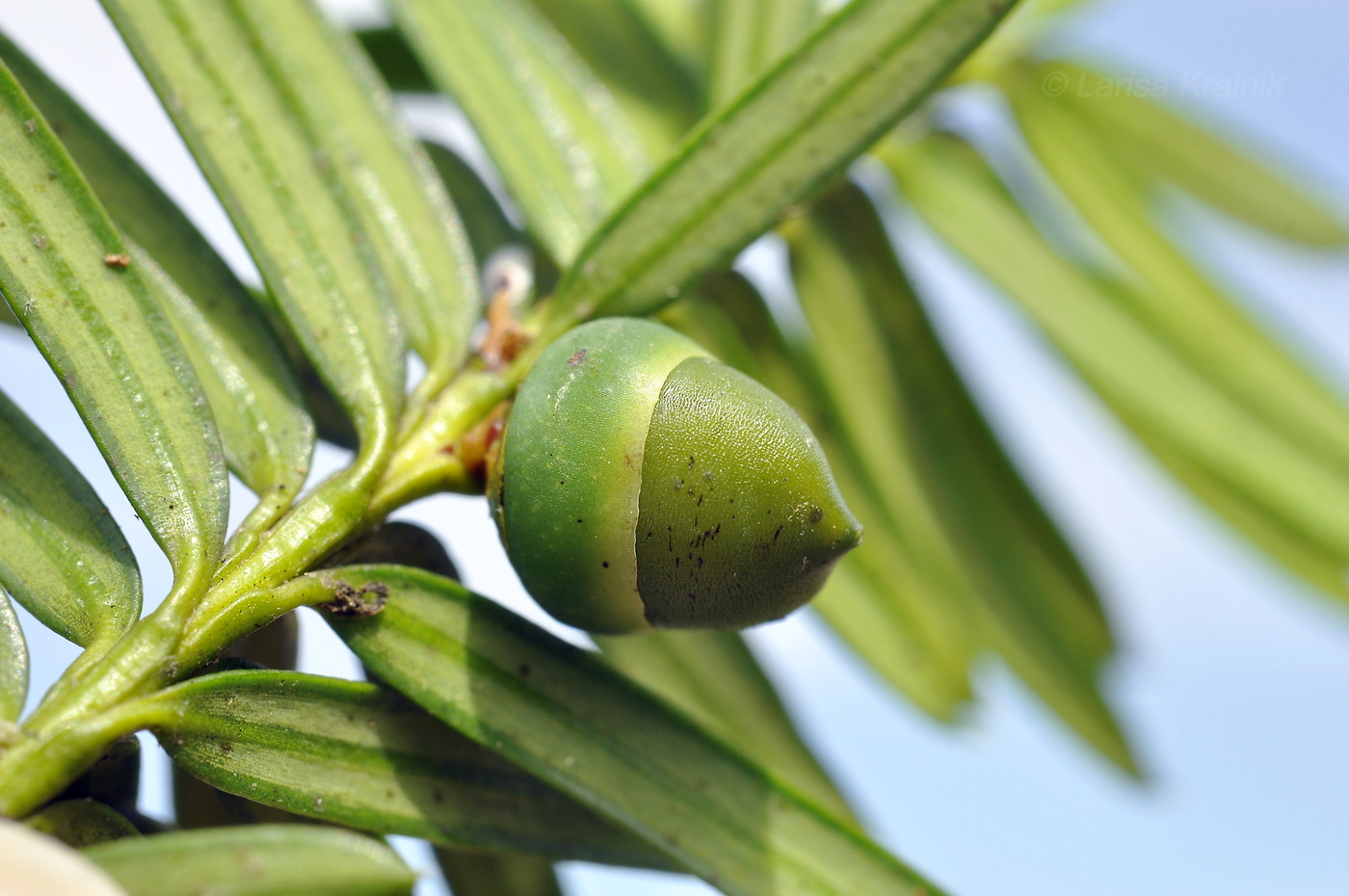 Image of Taxus cuspidata specimen.