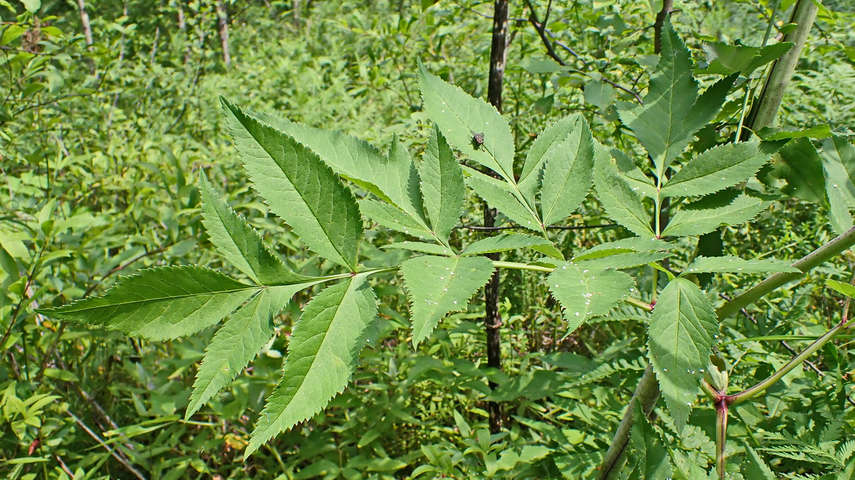 Image of Angelica dahurica specimen.