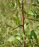 Malus sylvestris