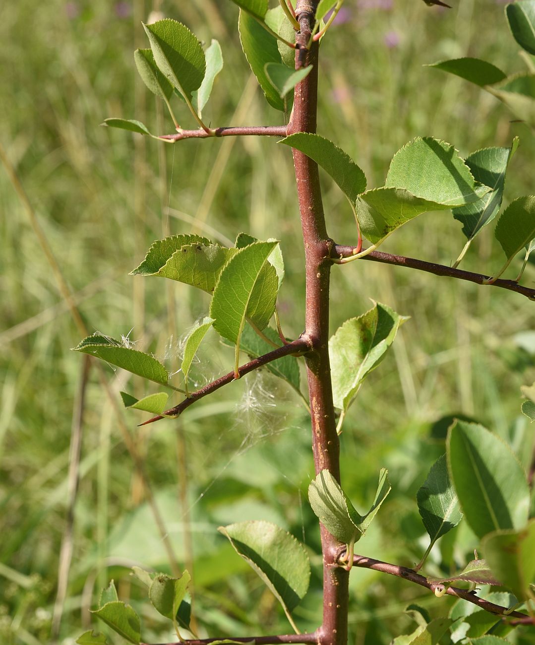 Изображение особи Malus sylvestris.