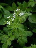 Cardamine amara. Верхушка цветущего растения. Брянская обл., г. Брянск, долина р. Десна, широколиственный лес, берег ручья. 02.05.2024.