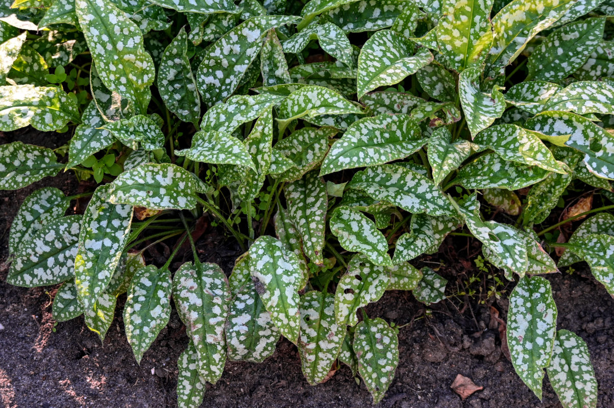 Изображение особи Pulmonaria saccharata.