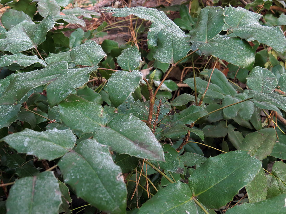 Изображение особи Mahonia repens.