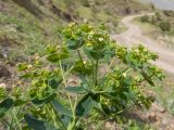 Euphorbia iberica. Соплодие. Кабардино-Балкария, Черекский р-н, окр. с/п Верхняя Балкария, левый борт долины р. Хашхасу, ≈ 2200 м н.у.м., мелкощебнистая осыпь из ожелезнённого песчаника. 31.07.2024.