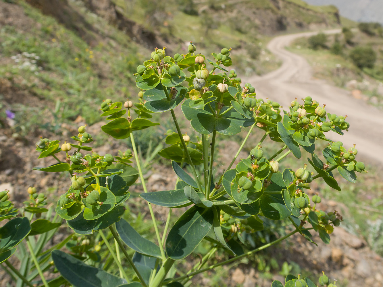 Image of Euphorbia iberica specimen.