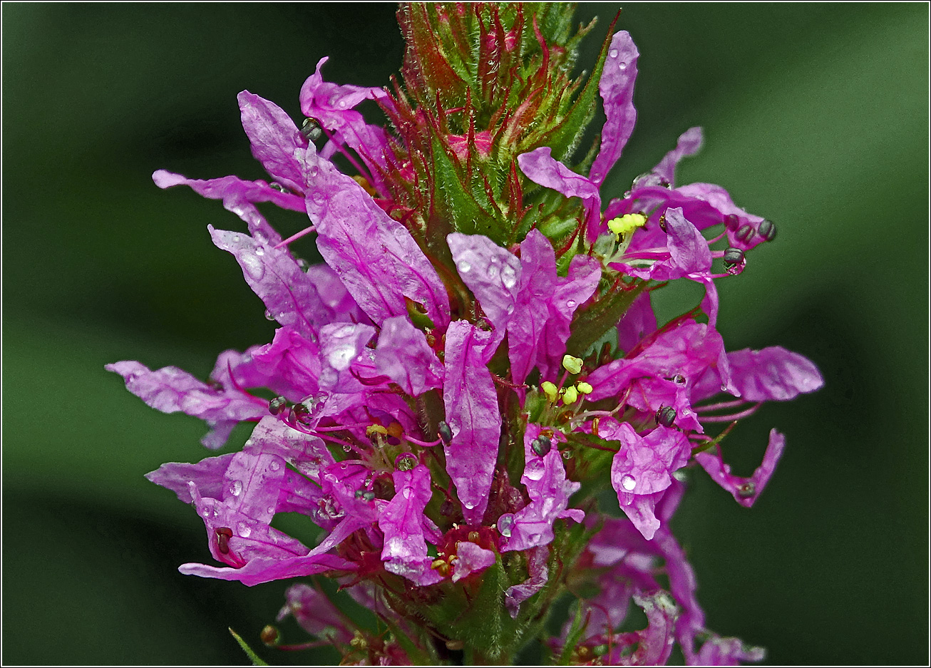 Image of Lythrum salicaria specimen.