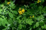 Chelidonium majus