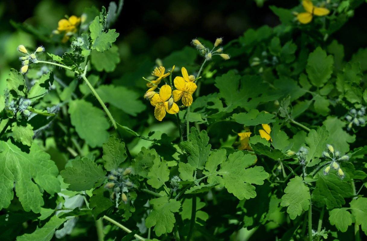 Изображение особи Chelidonium majus.