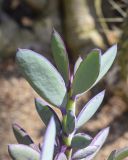 Senecio crassissimus