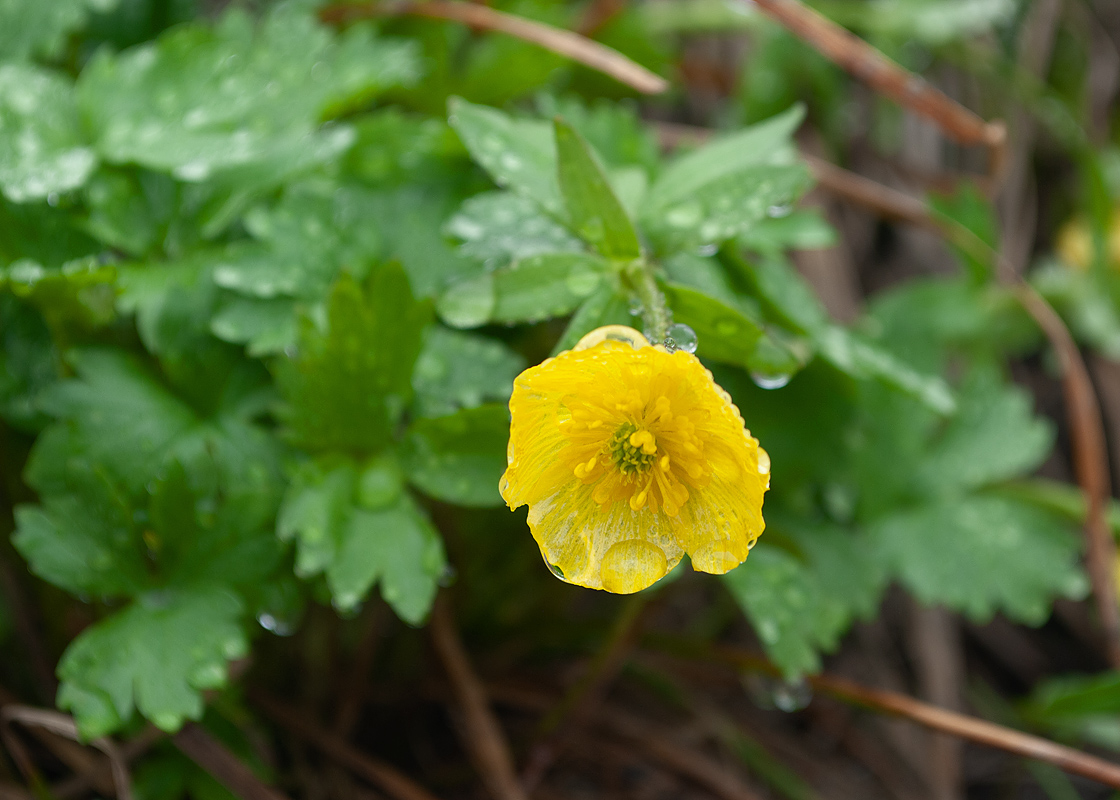 Image of Ranunculus nivalis specimen.