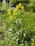 Solidago подвид dahurica