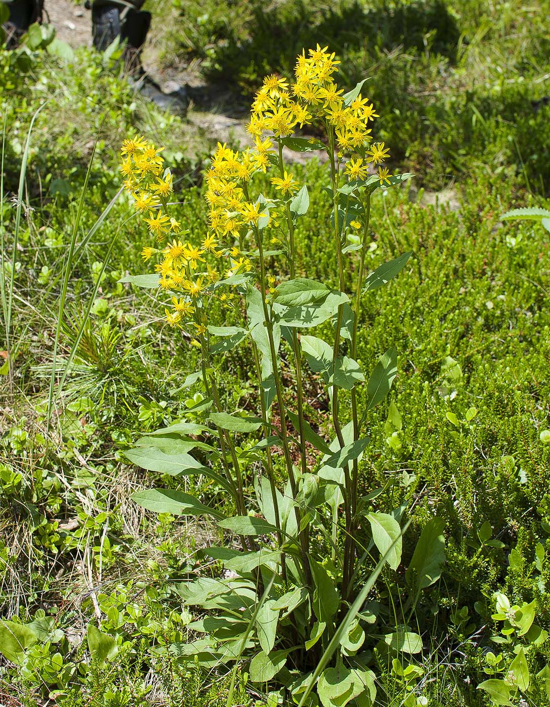 Изображение особи Solidago virgaurea ssp. dahurica.