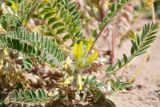 Astragalus rubtzovii