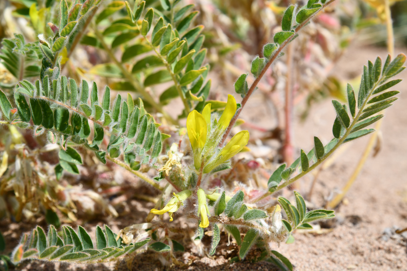 Image of Astragalus rubtzovii specimen.