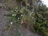 Capparis herbacea. Цветущее растение в сообществе с Poaceae и Juniperus deltoides. Крым, Южный Берег, окр. пос. Новый Свет, высокий берег моря, каменисто-глинистый склон рядом с туристической тропой. 07.06.2024.