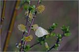 род Salix