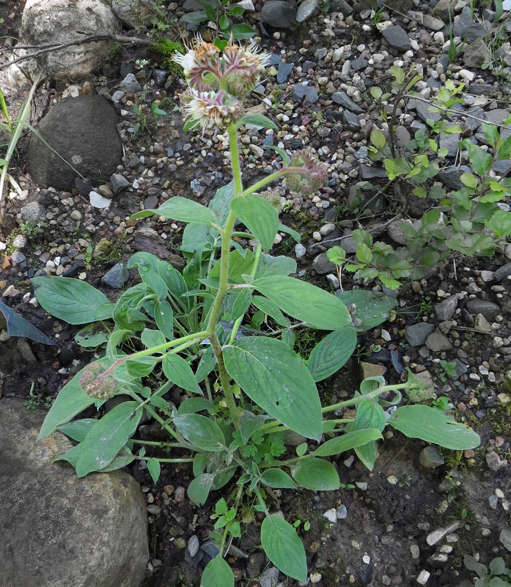 Image of Phacelia secunda specimen.