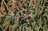 genus Eucalyptus