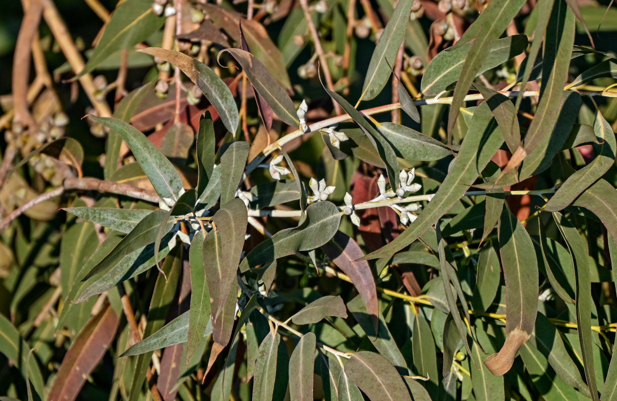 Image of genus Eucalyptus specimen.