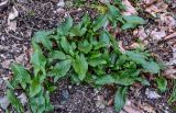 View full-size image genus Arum