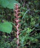 View full-size image Orobanche hederae
