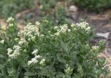 View full-size image Cardaria draba