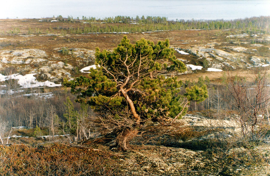 Image of Pinus friesiana specimen.