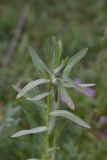 View full-size image genus Euphorbia