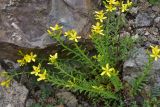 View full-size image Hypericum orientale