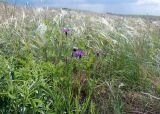 Centaurea tanaitica