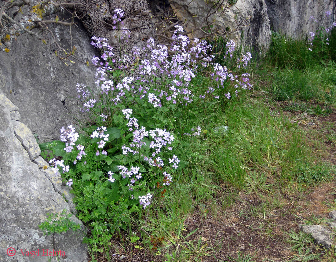 Изображение особи Hesperis steveniana.