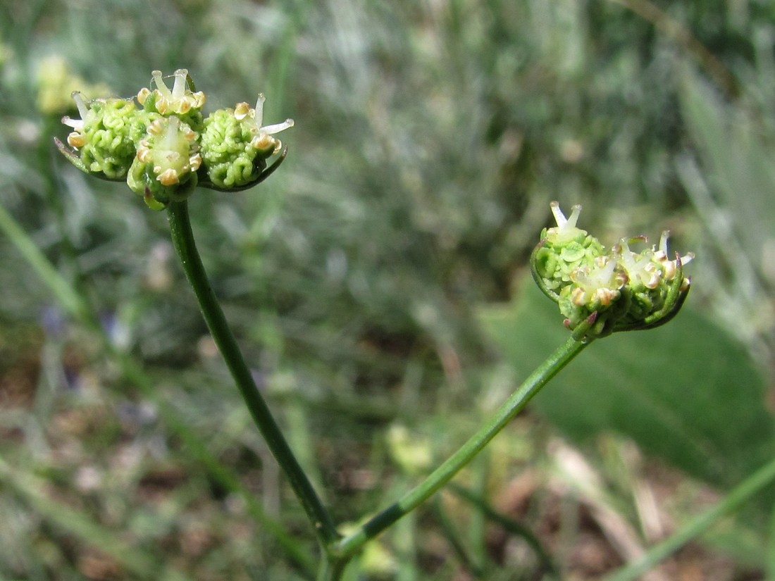 Image of Rumia crithmifolia specimen.