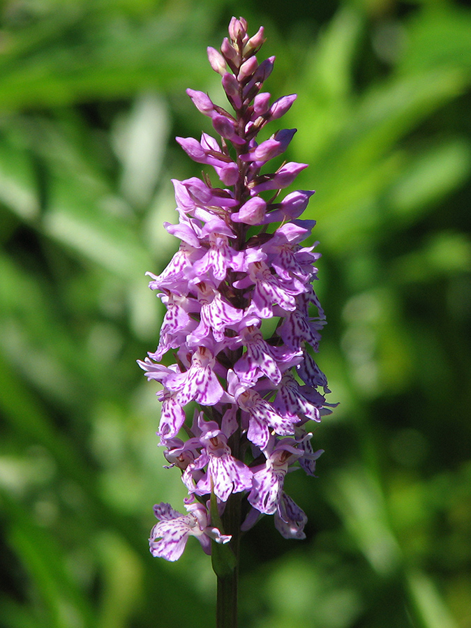 Image of Dactylorhiza fuchsii specimen.