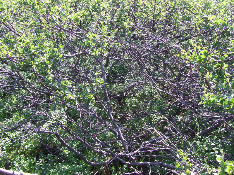 Image of Betula nana specimen.