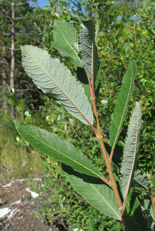 Image of Salix &times; laurina specimen.