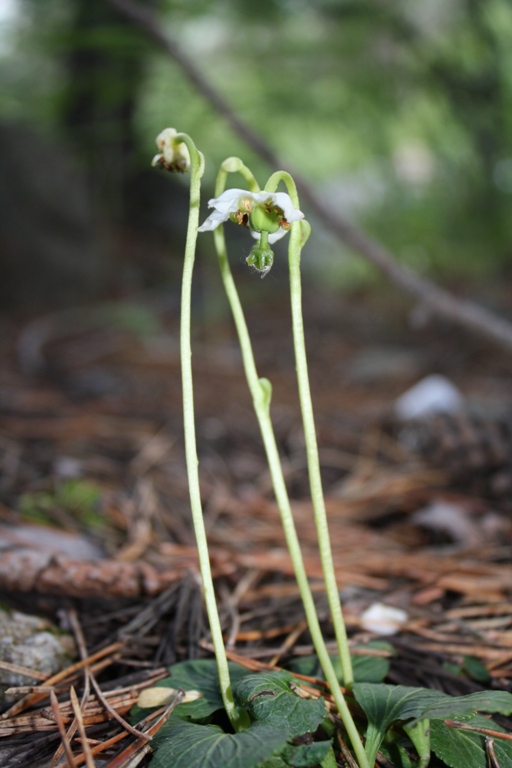 Изображение особи Moneses uniflora.