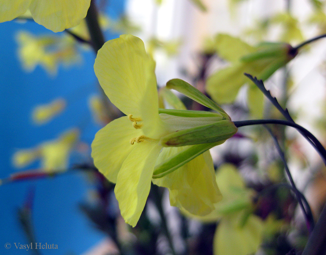 Image of Brassica oleracea var. viridis specimen.