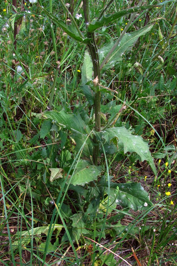 Изображение особи Crepis ramosissima.